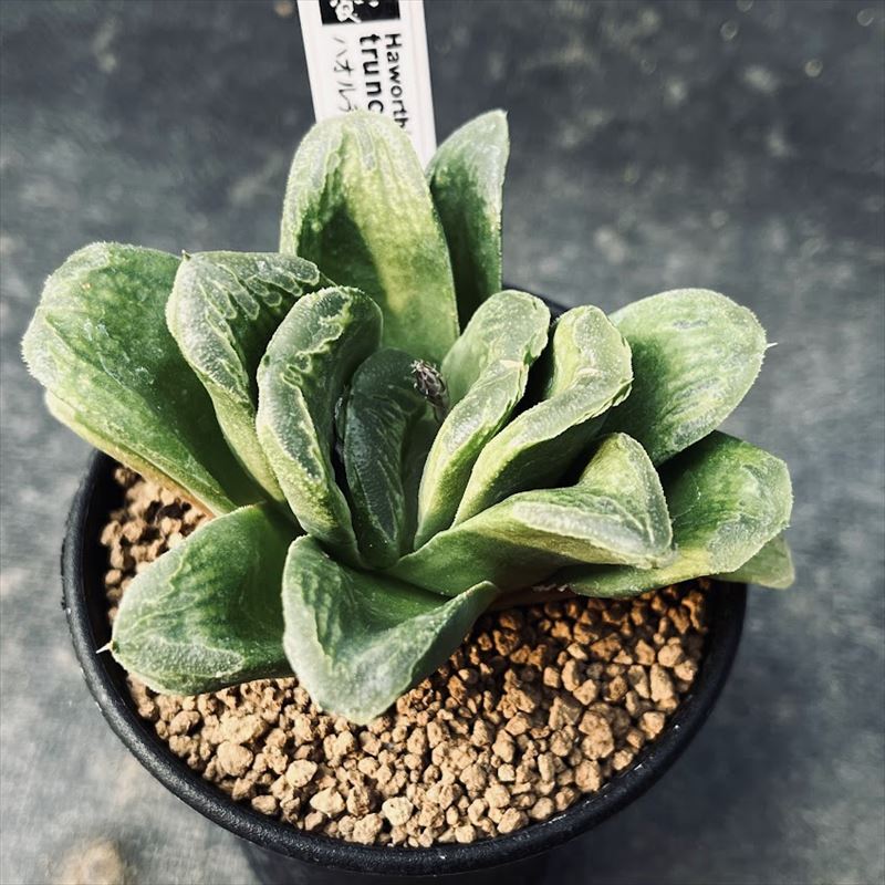 楽天市場】多肉植物：ハオルチア 指輪物語*幅6cm : 遊恵盆栽 楽天市場店