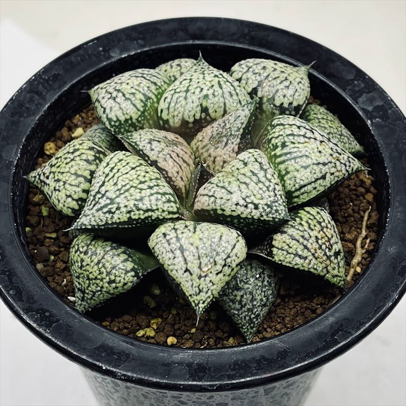 多肉植物：ハオルチア 関西系モザイクピクタ*幅5cm 現品！