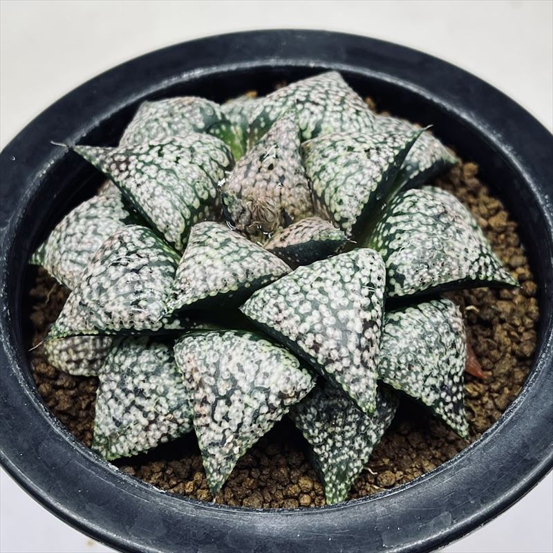 ★ハオルチア・多肉植物★828★バデア No.9★ 多肉植物：ハオルチア Y氏 バディア*幅9ｃｍ 現品！一品限り