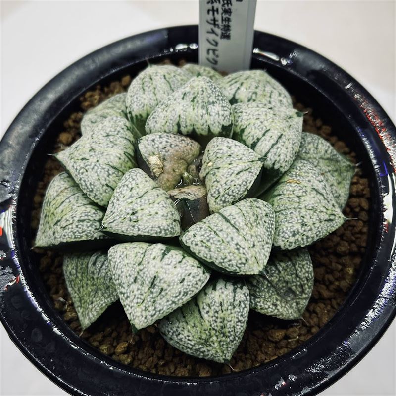 多肉植物：ハオルチア 関西系モザイクピクタ*幅8.5ｃｍ　現品！一品限り