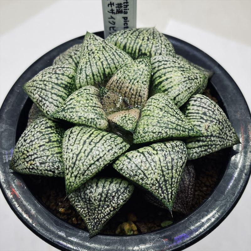 多肉植物：ハオルチア 関西系モザイクピクタ*幅9ｃｍ　現品！一品限り
