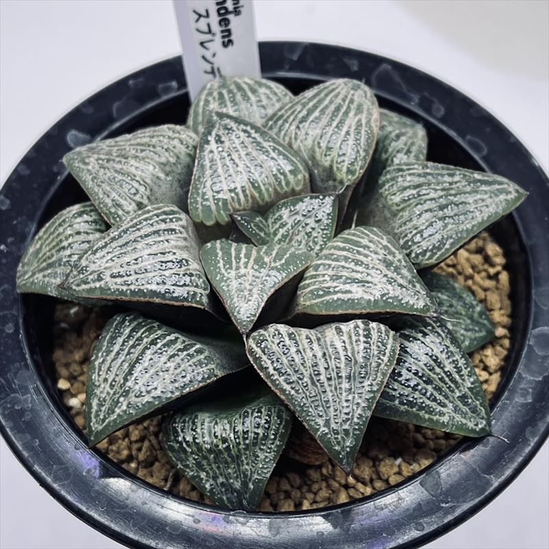 楽天市場】多肉植物：ハオルチア マトリクス*M 幅9cm : 遊恵盆栽