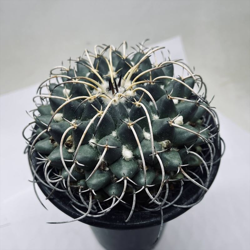 【多肉植物】マミラリア　白星【特大株】 多肉植物】マミラリア 白星【特大株】