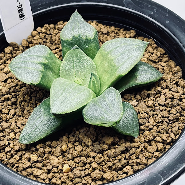 3AAA ハオルチア　多肉植物　白泉殿ピクタ錦　自家繁殖 楽天市場】多肉植物：ハオルチア 白銀ピクタ*幅9cm : 遊恵盆栽