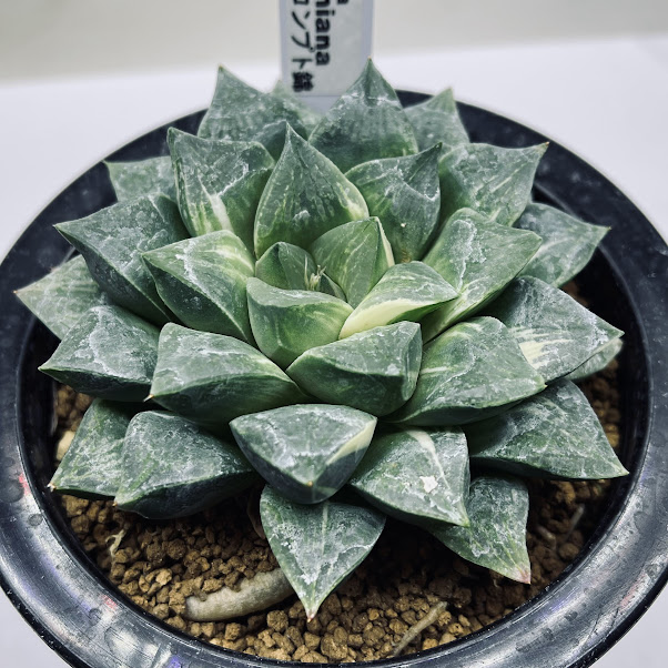 楽天市場】多肉植物：ハオルチア 金子氏 巨大稲妻万象*幅9cm