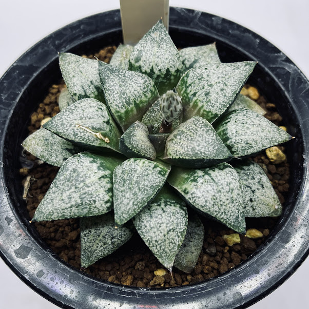 ソルディダ　ハオルチア（ハオルチオプシス）多肉植物251017 楽天市場】多肉植物：ハオルチア ソルディダ*幅8.5cm 現品