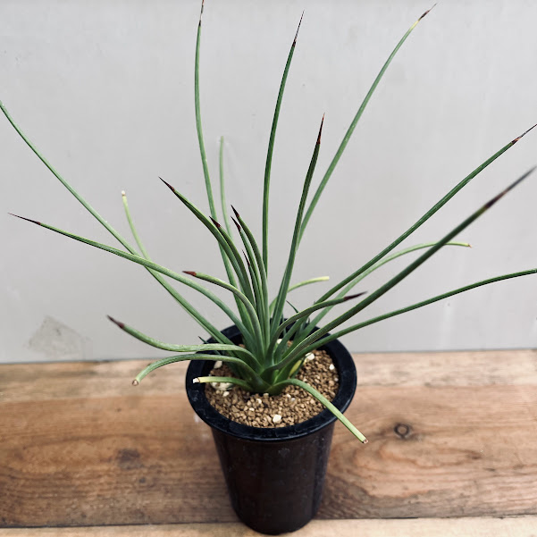 楽天市場】多肉植物：アガベ ウェベリー アリゾナスター*幅27cm