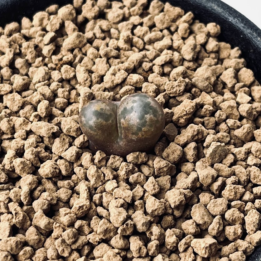 楽天市場】多肉植物：ペラルゴニウム コルツシフォリウム*幹幅1.5cm