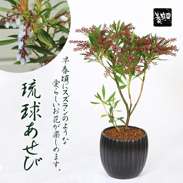 楽天市場】小品盆栽：紅花馬酔木 あせび（瀬戸焼深鉢） *【2022年開花