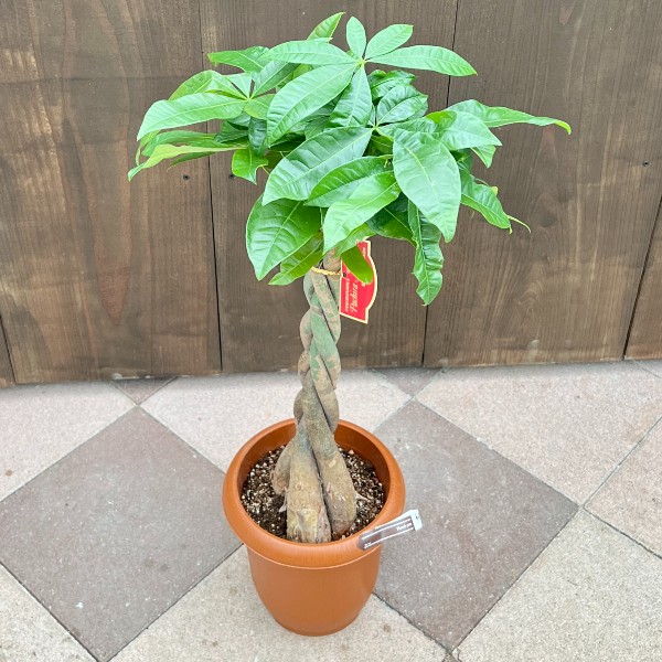 観葉植物 パキラ ミルキーウェイ 斑入り 曲がり仕立て ねじり ６号鉢 Ａ 観葉植物》 斑入りパキラ「ミルキーウェイ」 6号鉢 | 札幌 花屋