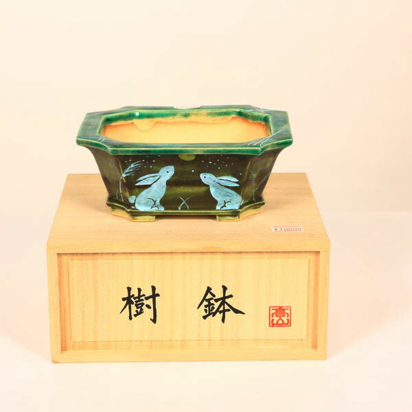 盆栽小鉢：桂雲 長方隅切鉢 14.9珊 【現品】