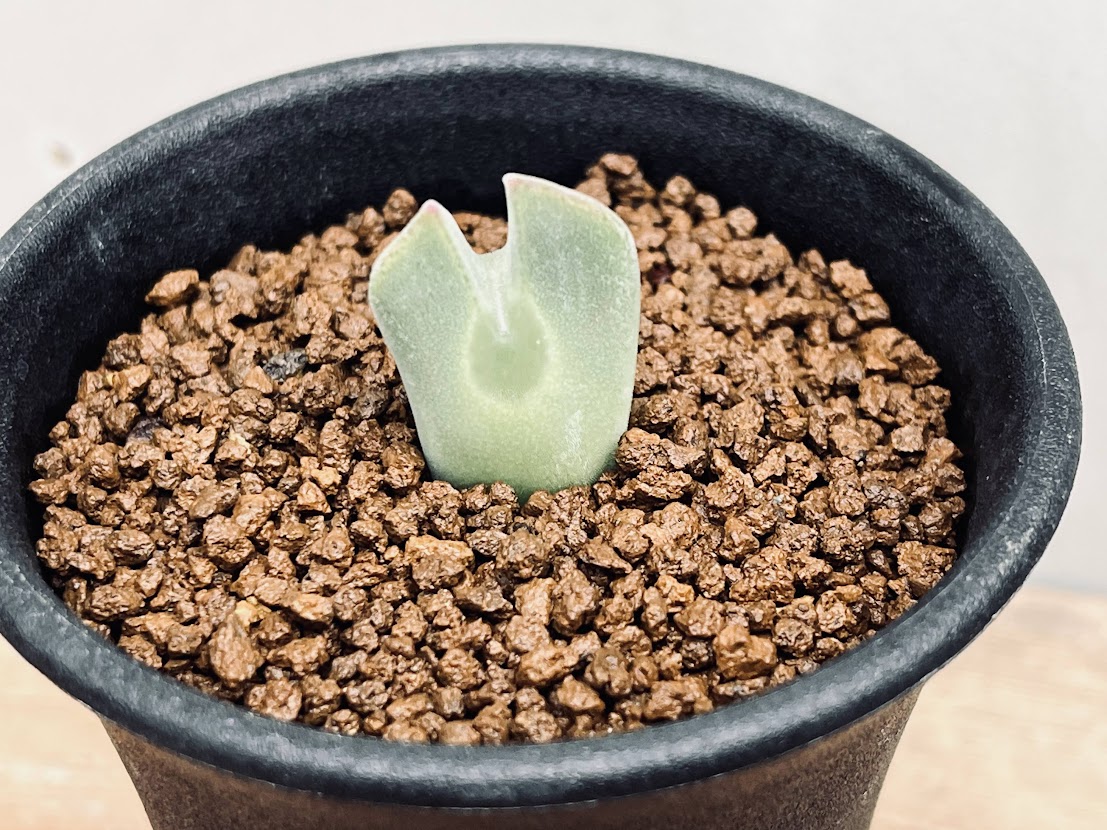 【激レア/超大株】プセウドリトス・クビフォルメ鉢植え 激レア/超大株】プセウドリトス・クビフォルメ鉢植え