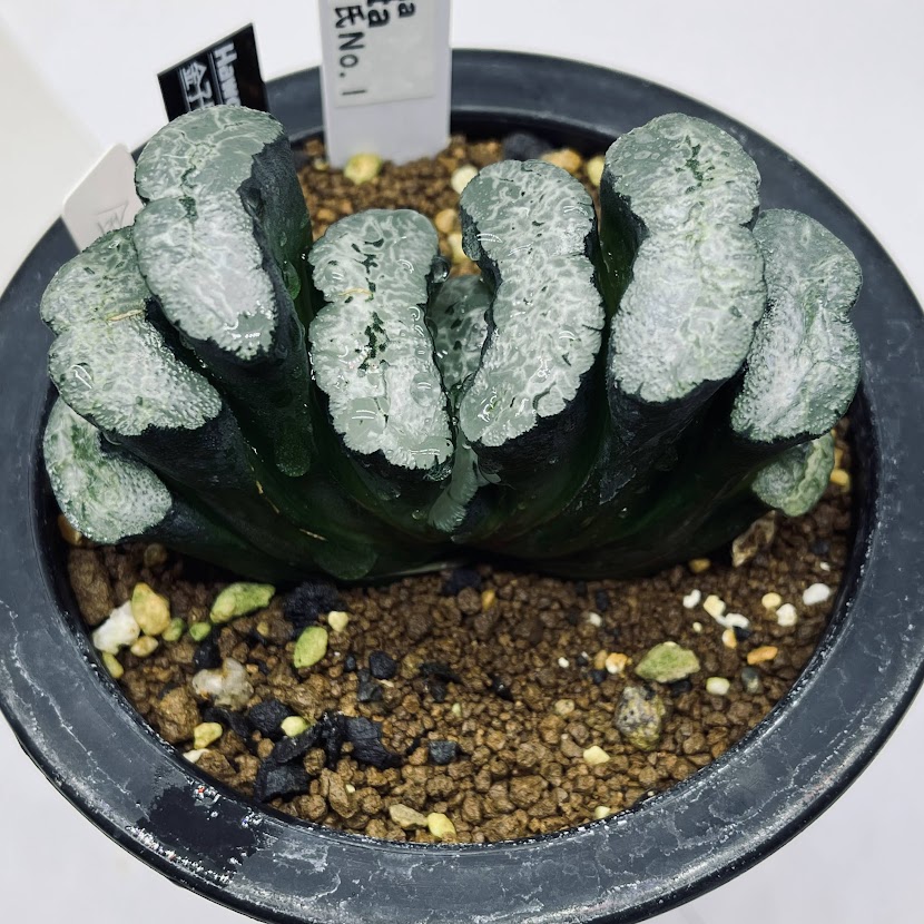 ☆☆万象＊稲妻錦＊ハオルチア＊錦☆☆ 万象＊稲妻錦＊ハオルチア＊錦 2025年最新】ハオルチア