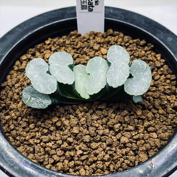 楽天市場】多肉植物：ハオルチア 玉扇 美白線巨大マグニフィカ 徳田