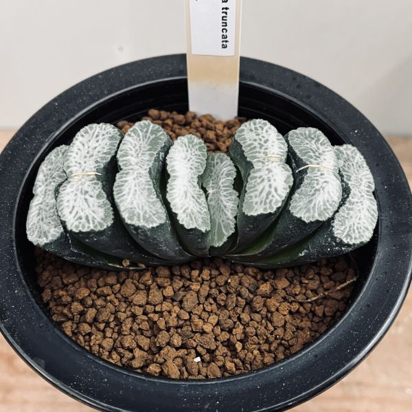 楽天市場】☆特価☆多肉植物：ハオルチア 玉扇114 透明緑線*幅