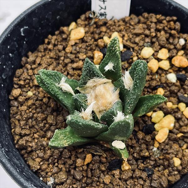 楽天市場】サボテン：アリオカルプス 黒牡丹*幅4.5cm 現品 一品限り