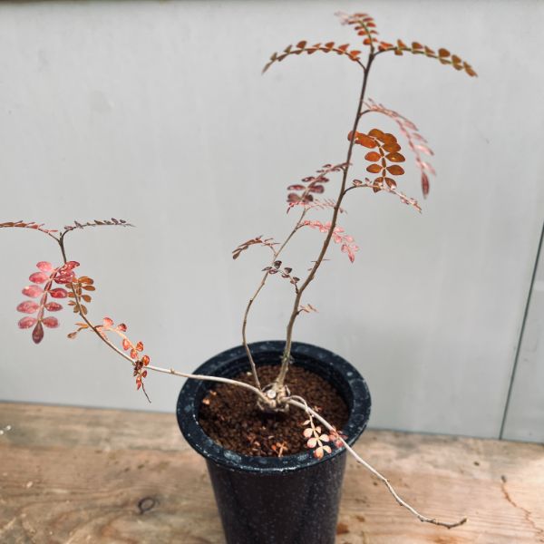 オペルクリカリア パキプス根差し コーデックス 塊根植物 オペルクリカリア パキプス④ 【鉢植え発送】 根挿し コーデック