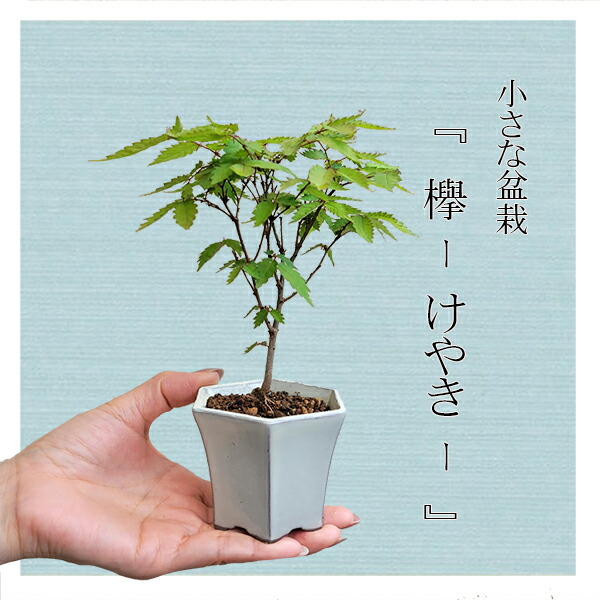 楽天市場】盆栽:欅(けやき) 現品*ケヤキ Zelkova serrata 楽天市場】盆栽:欅(けやき) 現品*ケヤキ Zelkova serrata
