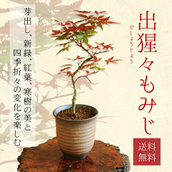 長良川もみじ 小品盆栽 0000000079902_CUFEh2S.jpg