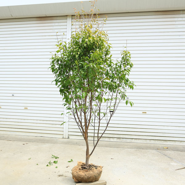 楽天市場】【現品発送】アロニア(チョコレートベリー) 株立ち 樹高1.3