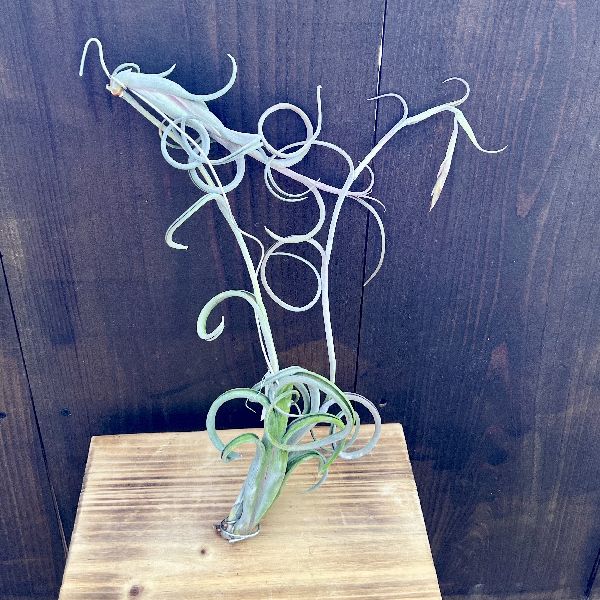 楽天市場】観葉植物：チランジア エアープランツ ドラティ 現品