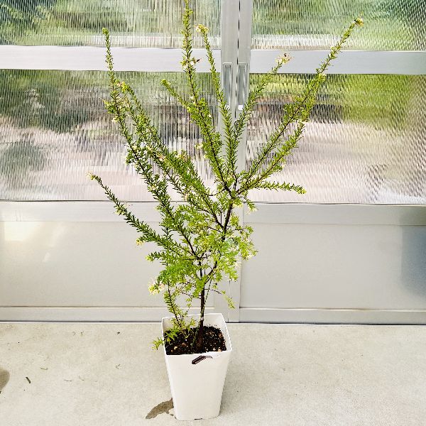 楽天市場】おしゃれ 観葉植物 花苗：カロタムス ダスティーグレー*5号 