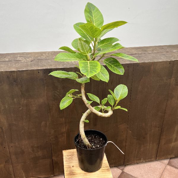 楽天市場】観葉植物/フィカス：アルテシマ（朴曲げ仕立て） 7号鉢植え