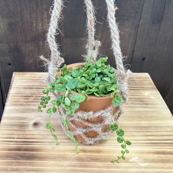 超美品56goro 国産モジャマトフィラム 観葉植物 吊り下げ 約60~70㎝ 楽天市場】国産 超美品56goro モジャマトフィラム 観葉植物 吊り