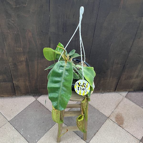 現物「ネペンテス・バイキング 吊り」５号　ウツボカズラ　Nepenthes 61Hh4wMWigL._UF1000,1000_QL80_.jpg