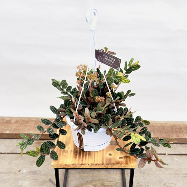 楽天市場】おしゃれ 観葉植物：フィロデンドロン コブラ*5号吊り