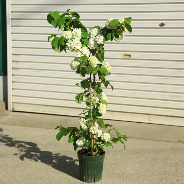 楽天市場】庭木・植木苗：ビバーナム オオデマリ（白花）* 株