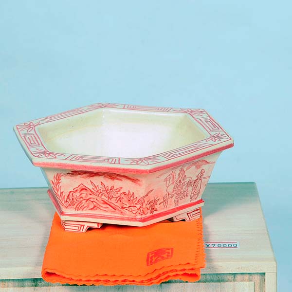 盆栽小鉢：桂雲 六角鉢 14珊【現品】
