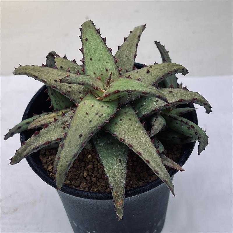 多肉植物：アロエ　カスティロニアエ 実生*幅10ｃｍ　現品！一品限り