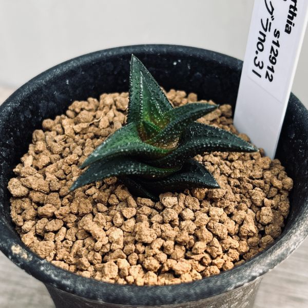 ハオルチア　コエルスカブラA 送料無料 多肉植物：ハオルチア コエルマニオルム×スカブラ*S 幅7ｃｍ