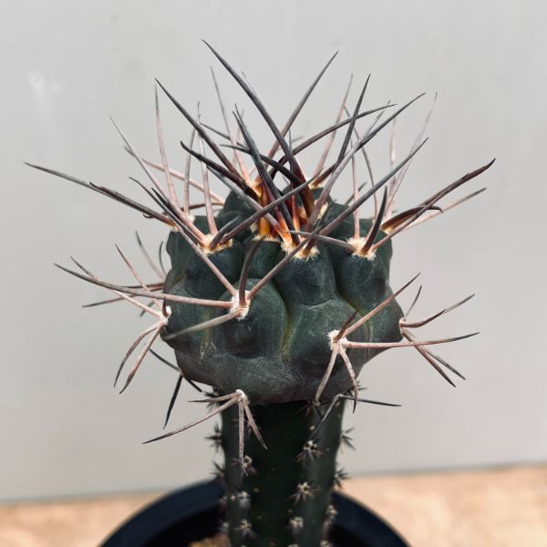 楽天市場】サボテン：ギムノカリキウム 強刺天平丸 実生*幅8cm