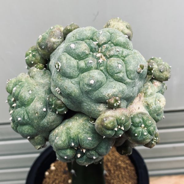 多毛螺旋大型鳥羽玉　サボテン　銀冠玉　ロホホラ　ロフォフォラ Lophophora williamsii var. decipiens ロフォフォラ 小疣銀冠玉