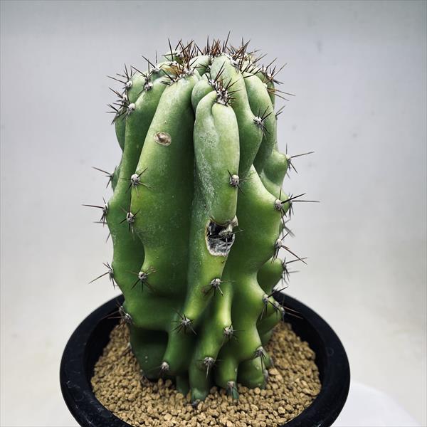 楽天市場】サボテン：ステノセレウス 入鹿（イルカ）*幅6cm 現品