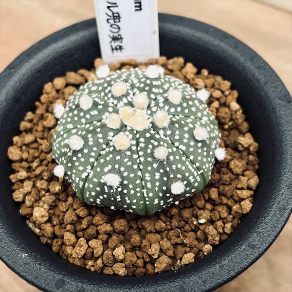 楽天市場】サボテン：アストロフィツム 瑠璃兜丸（るりかぶと）*M 幅