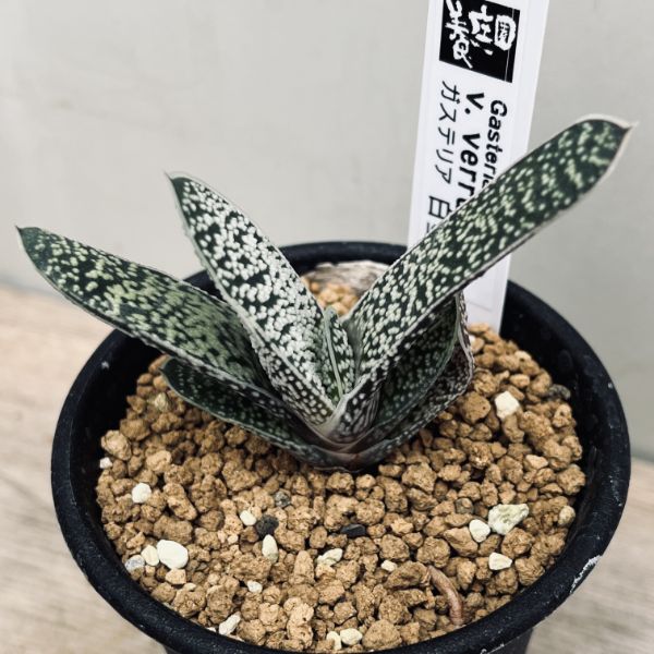 楽天市場】多肉植物：ガステリア 子宝錦*幅3ｃｍ : 遊恵盆栽 楽天市場店