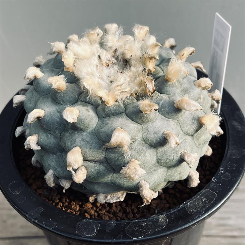 楽天市場】サボテン：ロフォフォラ 谷田貝氏 疣銀冠玉 ツギ*幅12cm