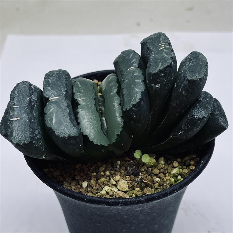 楽天市場】多肉植物：ハオルチア 大型玉扇 N-5 少しだけ斑入り*幅6.5