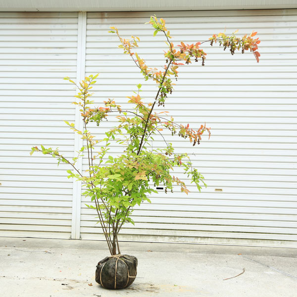 【楽天市場】希少庭木・植木：ナツハゼ（なつはぜ）* 現品限り！ 樹高：約170cm 全高180cm 佐川急便発送：遊恵盆栽 楽天市場店