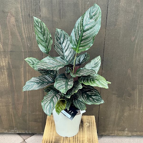 楽天市場】おしゃれ 観葉植物：カラテア オービフォリア*オルビ