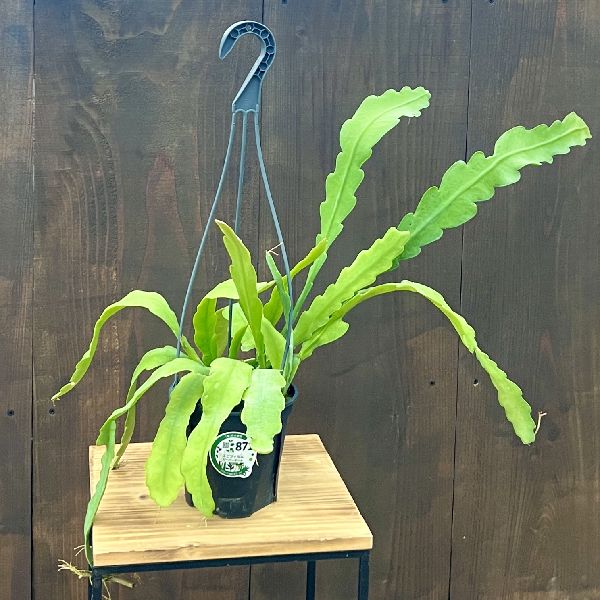 楽天市場】PLANCHU 観葉植物 エピフィルム クリソカルディウム 7号吊り