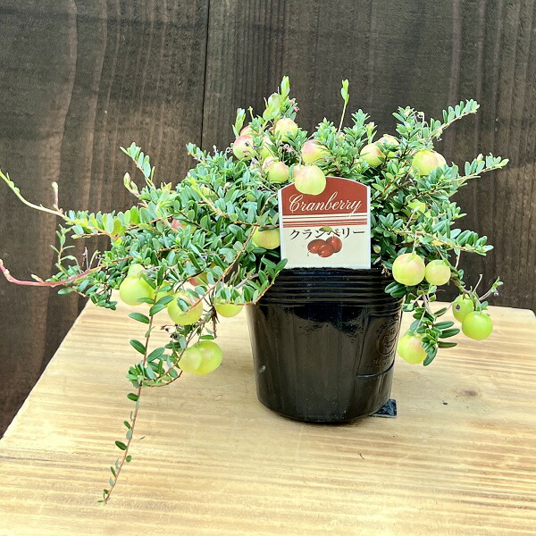 楽天市場】ミラクルフルーツの木 苗木 7号(h34) : 千草園芸