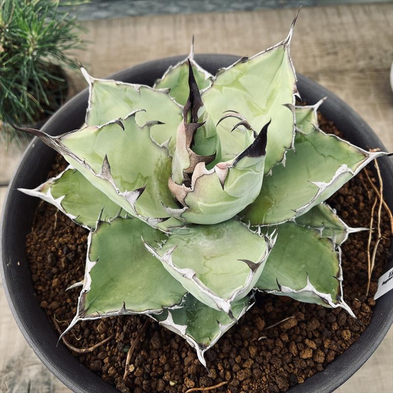 【アガベ　ピンティラ　実生　特大苗】（ピチンラ） アガベ ピンティラ 実生 特大苗】（ピチンラ）