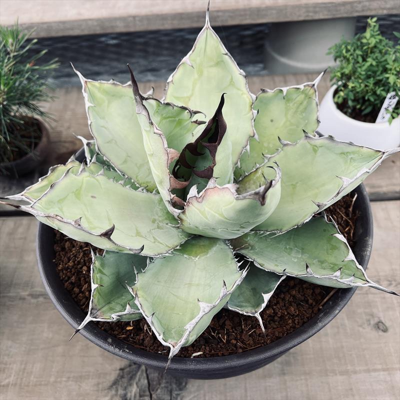 楽天市場】多肉植物：アガベ ウェベリー アリゾナスター*幅