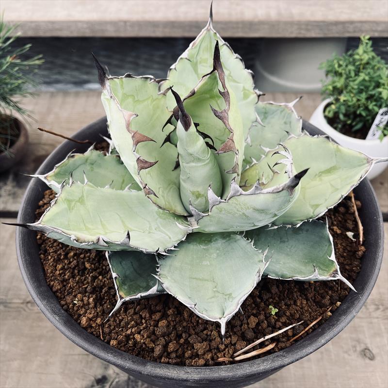 L67 激レア高級品種 アガベ チタノタ 南アフリカダイヤモンド 極上強棘 狂刺 強白棘 極上子株 2025年最新アガベ チタノタ(Agave titanota)の魅力的な商品一覧