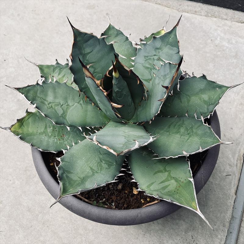 楽天市場】☆特価☆多肉植物：アガベ ホリダ ペロテンシス*幅13cm