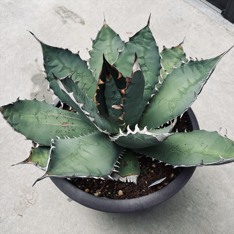 多肉植物：アガベ チタノタ*幅45ｃｍ 現品！一皿分の料理境界線